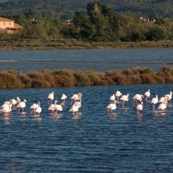 camargue environnement flamant